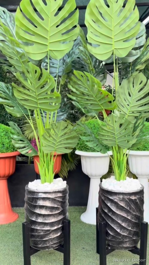 Monstera + pot