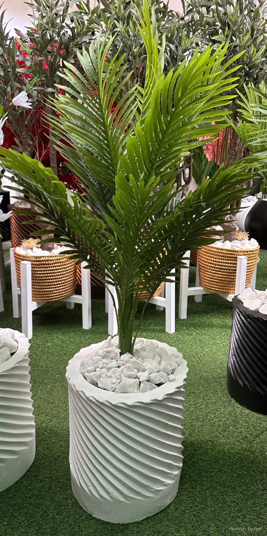 Palm +pot