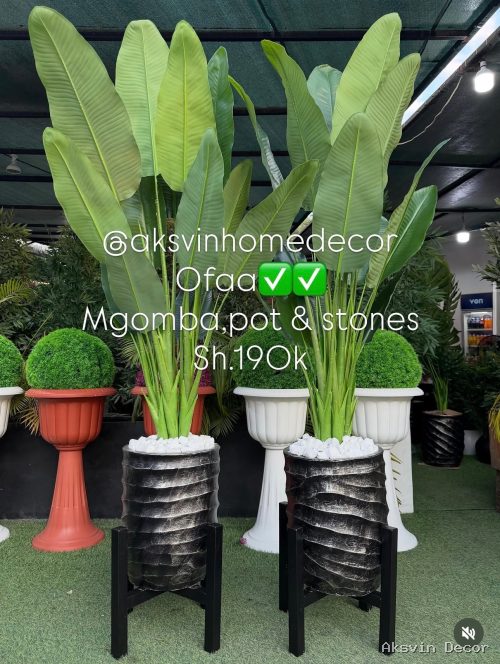 Mgomba+ pot