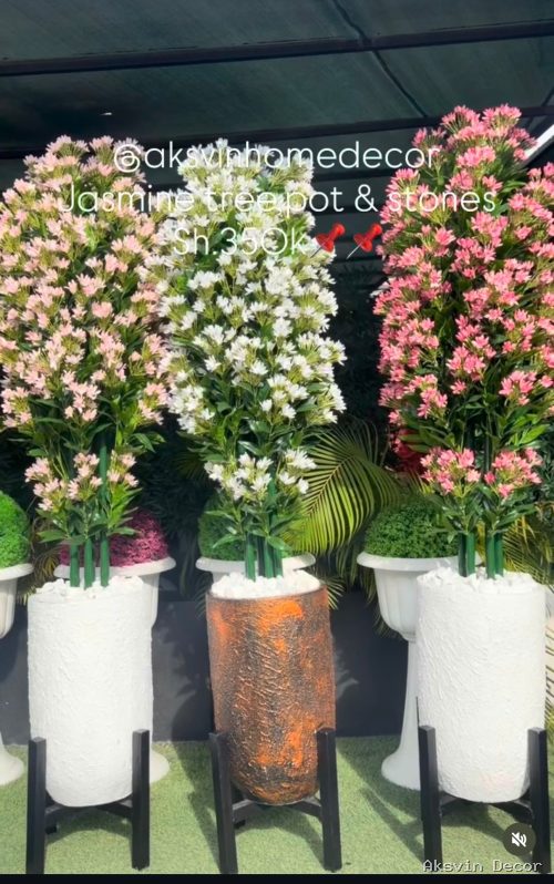 White jasmine + pot