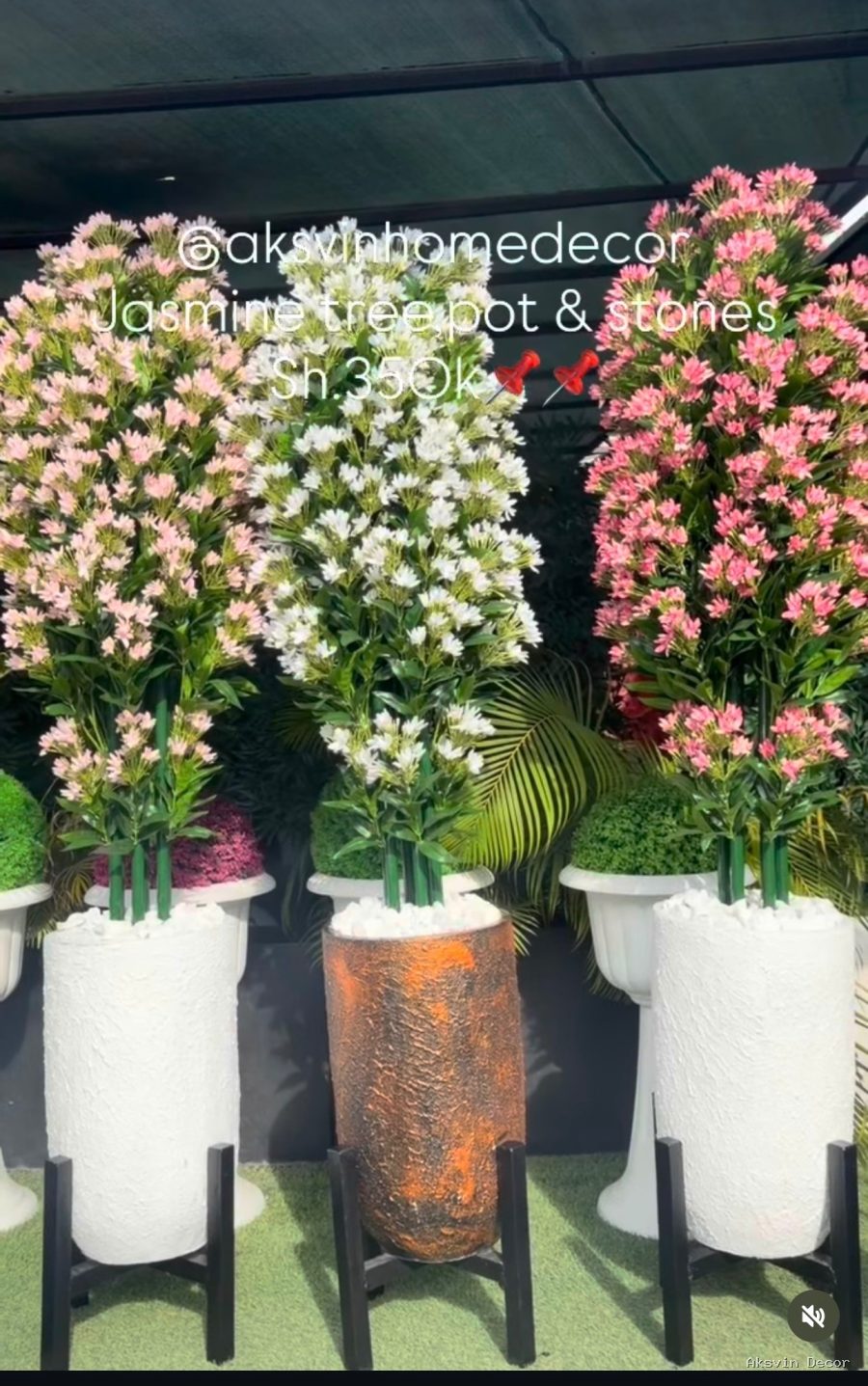 White jasmine + pot