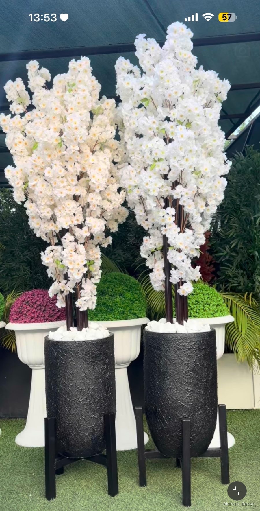 White cherry na pot