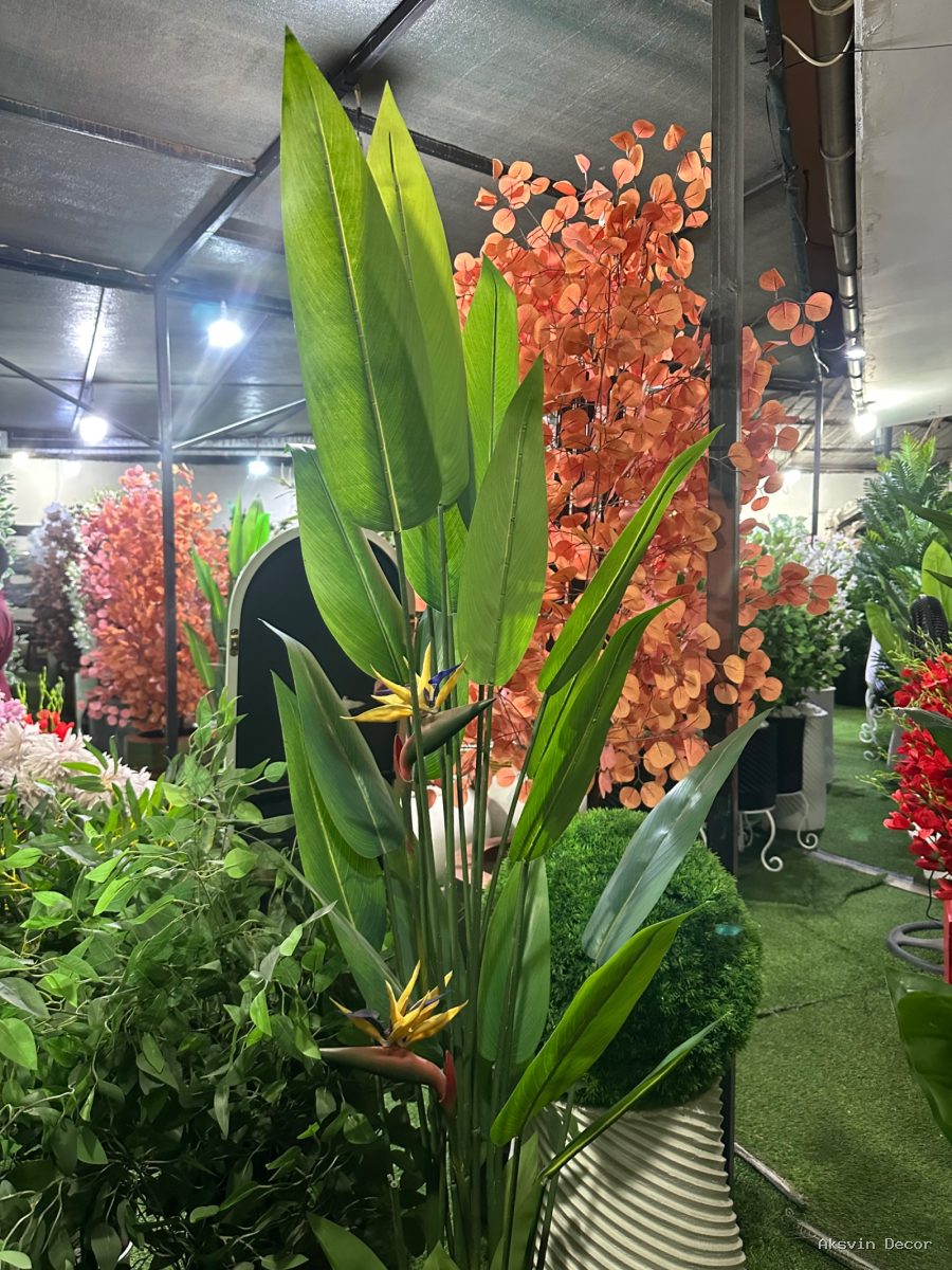 Bird of paradise bila pot