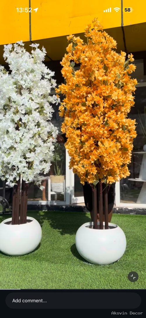 Bouganivillea + pot