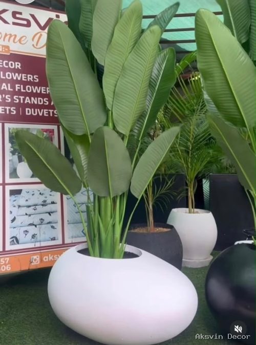 Mgomba + pot yai