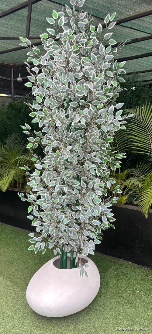 Macau cm 250+ pot