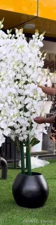 White Gladiolus + pot