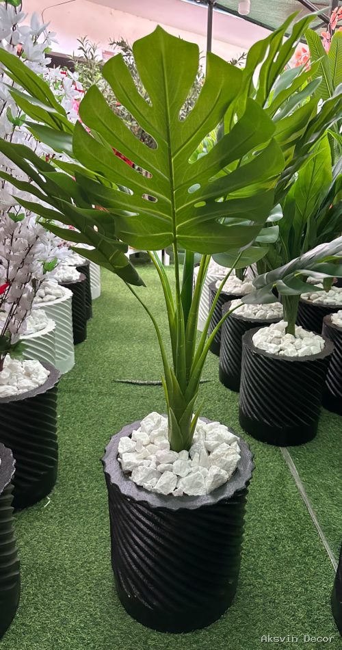 Monstera +pot